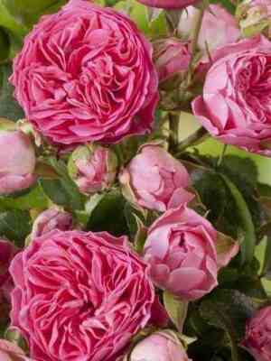 Канди Рококо (Candy Rokoko)