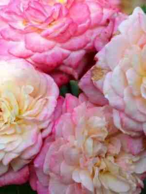 Кантри Герл (Country Girl)