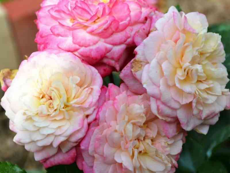 Кантри Герл (Country Girl)