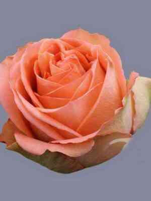 kantri_houm.jpg Кантри Хоум (Country Home)