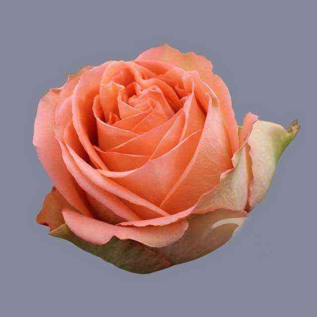 Кантри Хоум (Country Home)