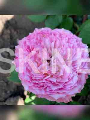 kantri_spirit_ledi.jpg Кантри Спирит Леди (Country Spirit Lady)