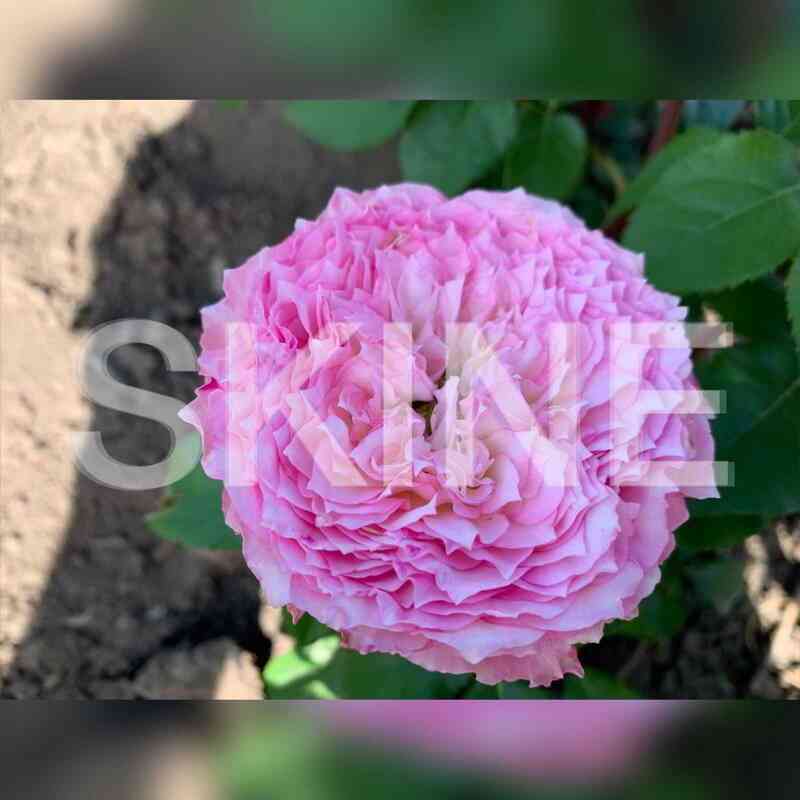 Кантри Спирит Леди (Country Spirit Lady)