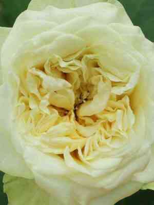 kantri_spirit_vedding.jpg Кантри Спирит Веддинг (Country Spirit Wedding)