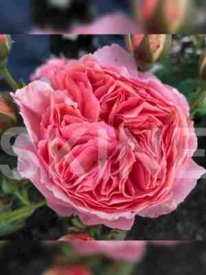 Каоликазали (Kaolikazali)