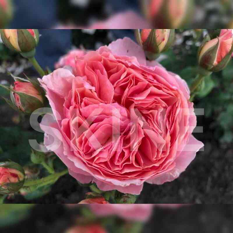 Каоликазали (Kaolikazali)