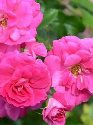 Капитан Самуэль Холланд (Captain Samuel Holland)