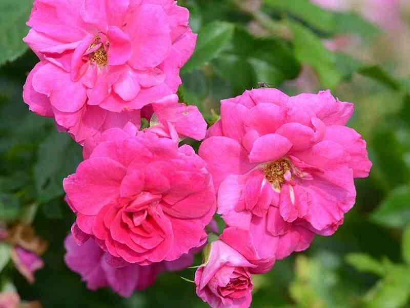 kapitan-samuel-holland-captain-samuel-holland_optimized.jpg Капитан Самуэль Холланд (Captain Samuel Holland)