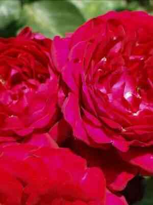 kapricziya-renessans_optimized.jpg Каприция Ренессанс (Capricia Renaissance)