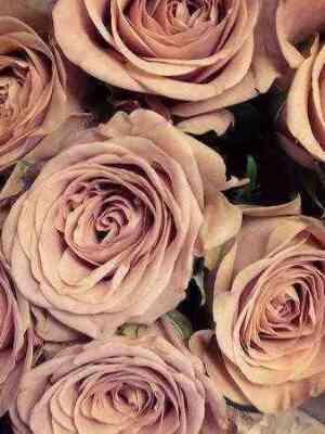 Капучино (Cappucino)