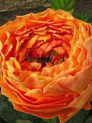 karaluna.jpg Каралуна (Caraluna)