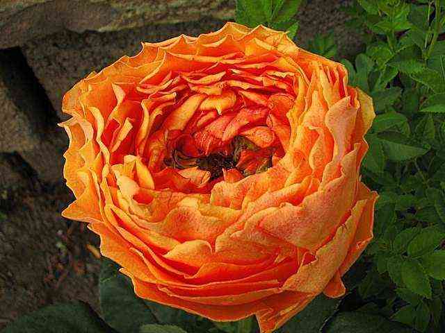 karaluna.jpg Каралуна (Caraluna)