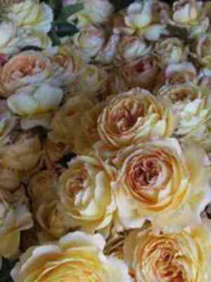 karamel_antik_caramelantike_optimized.jpg Карамель Антик (Caramel Antike)