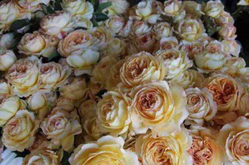 Карамель Антик (Caramel Antike)