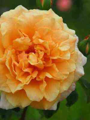 karamella.jpg Карамелла (Caramella)