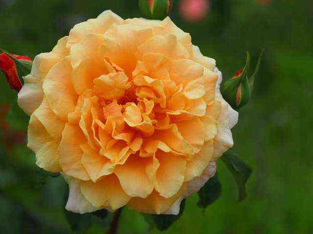 Карамелла (Caramella)