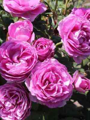 Кармен Вюрт (Carmen Wurth)