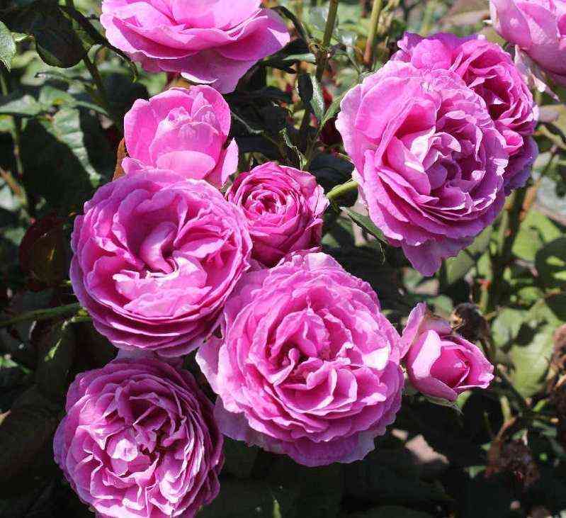 karmen_vyurt.jpg Кармен Вюрт (Carmen Wurth)