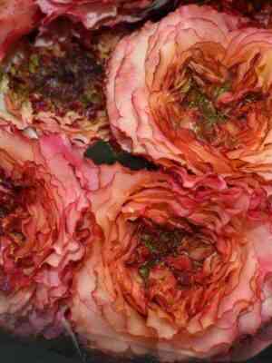 karnivore_carnivore_optimized.jpg Карниворе (Carnivore)