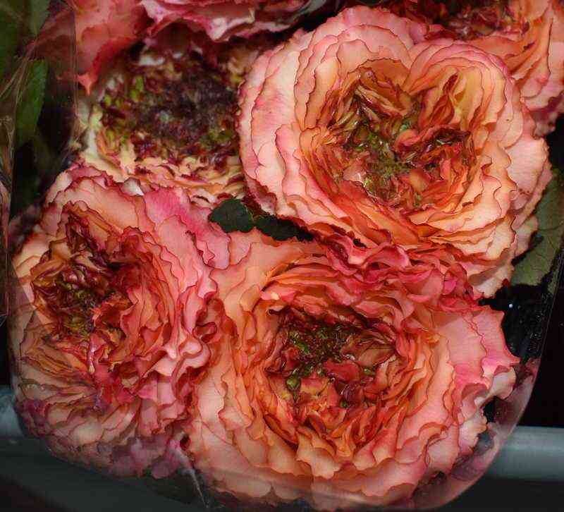 Карниворе (Carnivore)