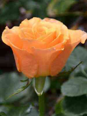 karpadien.jpg Карпе Дием (Carpe Diem)