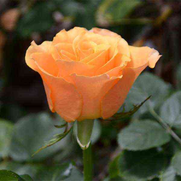 karpadien.jpg Карпе Дием (Carpe Diem)