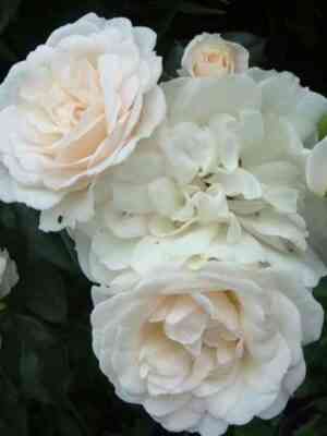 Карт Бланш (Carte Blanche)