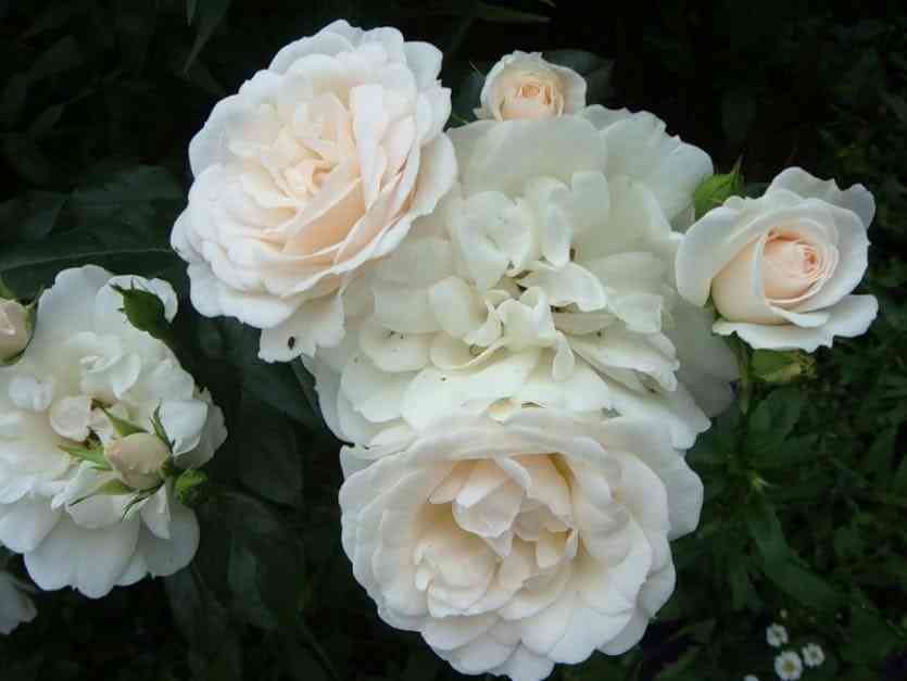 Карт Бланш (Carte Blanche)