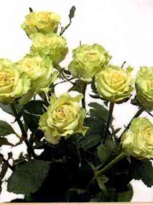 kartun_optimized.jpg Картун (Cartoon)