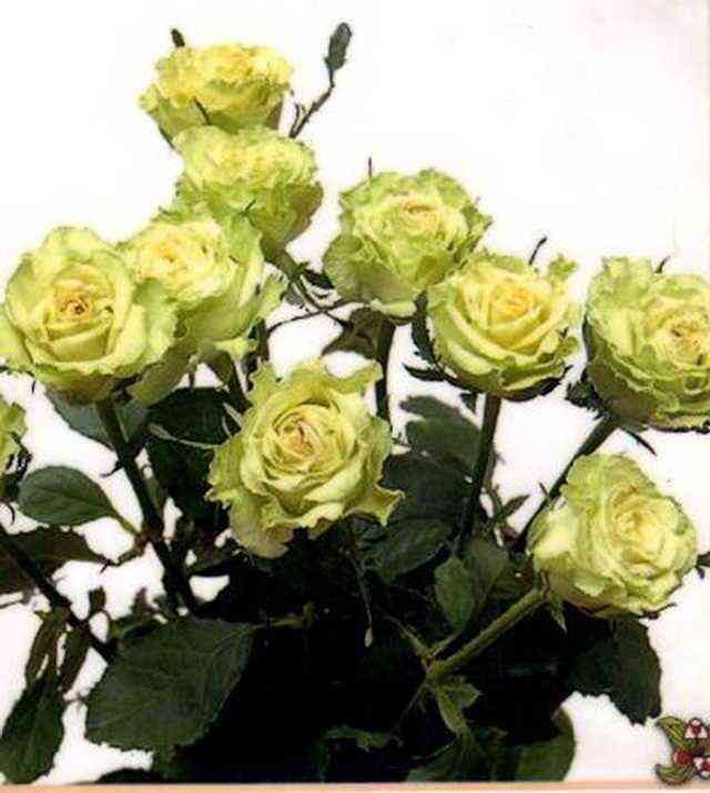 Картун (Cartoon)