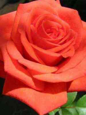 Корвет (Corvette)