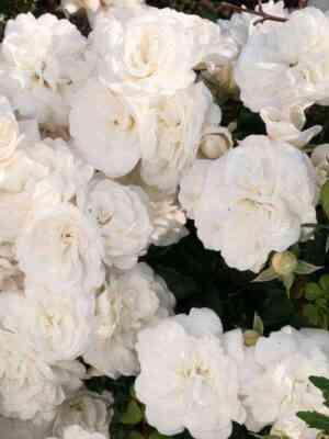 kastel_ruter_shpatcen.jpg Кастельрутер Шпатцен (Kastelruther Spatzen)