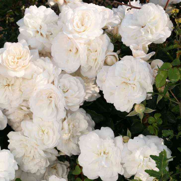 Кастельрутер Шпатцен (Kastelruther Spatzen)