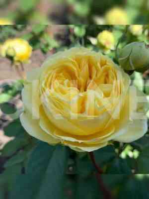 katalina_catalina.jpg Каталина (Catalina)