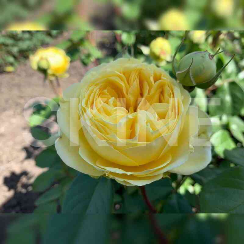 Каталина (Catalina)