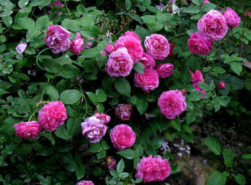 Катэрин Гийо/Мишель Боннэ (Catherine Guillot/Michel Bonnet)