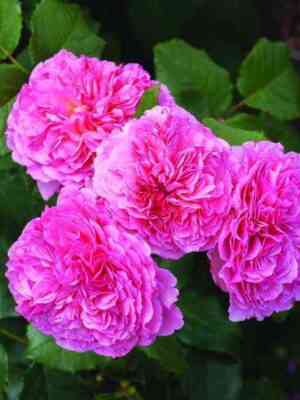 Катарина Фрайла (Katarina Frayla)