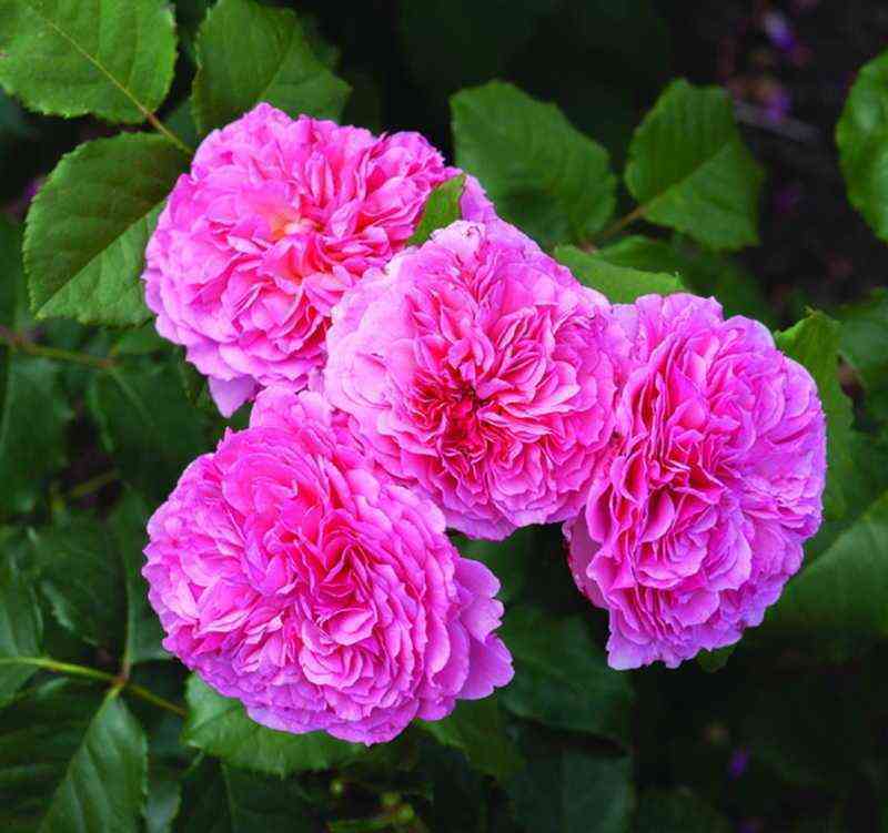 katarinafrajla_katarinafrayla_optimized.jpg Катарина Фрайла (Katarina Frayla)