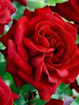 Кутберт Гранд (Cuthbert Grant)