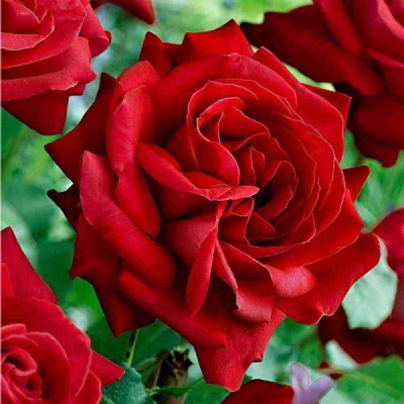 Кутберт Гранд (Cuthbert Grant)