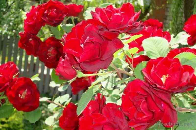 Кутберт Гранд (Cuthbert Grant)