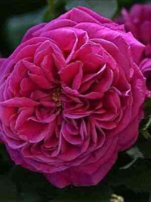 katrin-gijo.jpg Катэрин Гийо/Мишель Боннэ (Catherine Guillot/Michel Bonnet)