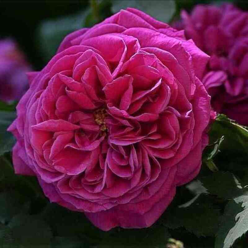 Катэрин Гийо/Мишель Боннэ (Catherine Guillot/Michel Bonnet)