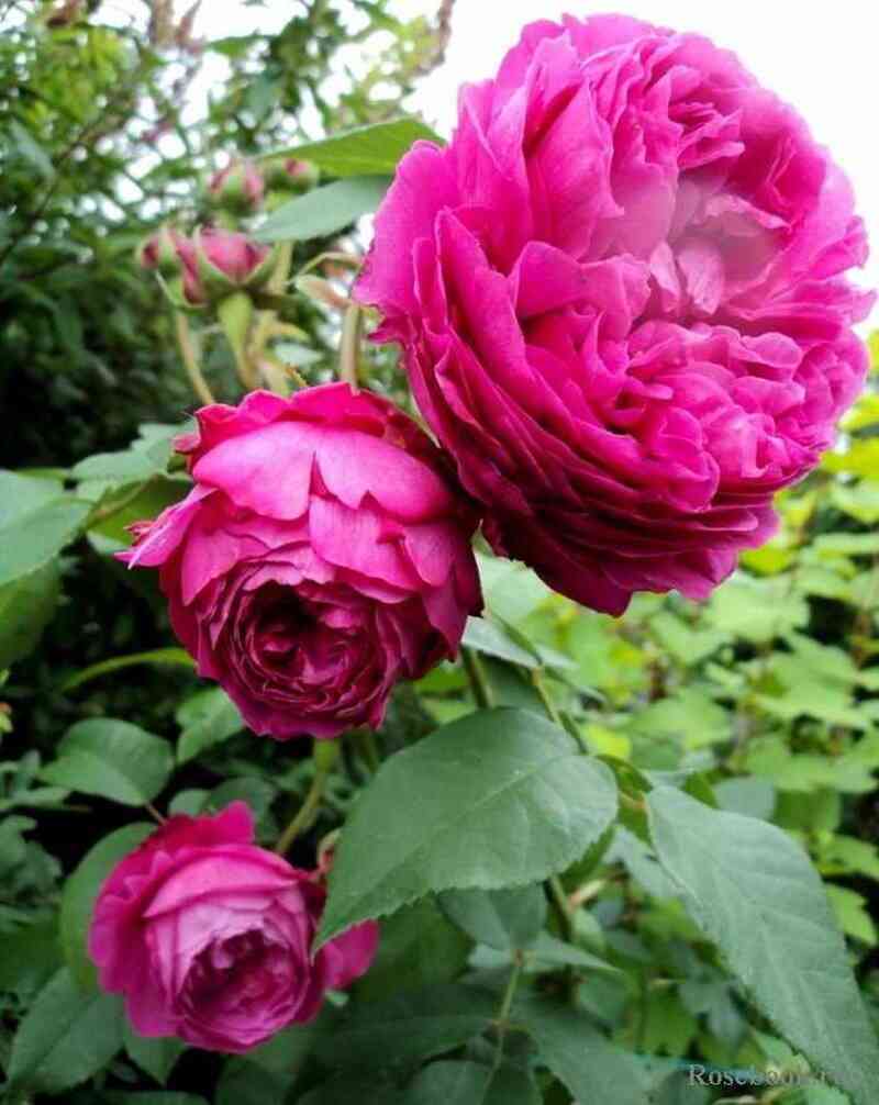 Катэрин Гийо/Мишель Боннэ (Catherine Guillot/Michel Bonnet)