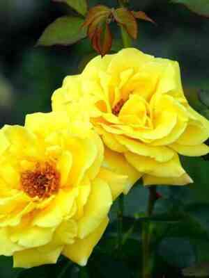 Казино (Casino)