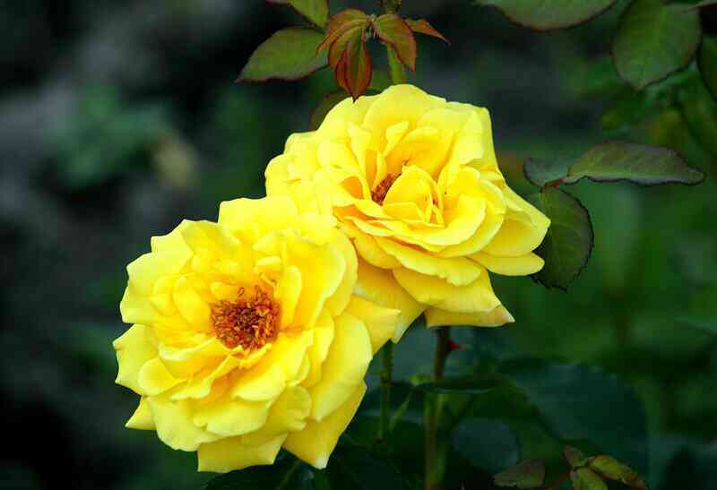 kazino-casino_optimized.jpg Казино (Casino)