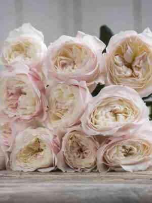 kejra.jpg Кейра (Keira)