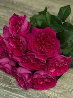 kejt.jpg Кейт (Kate)