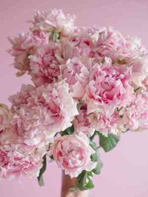 kendi-flou.jpg Кэнди Флоу (Candy Flow)