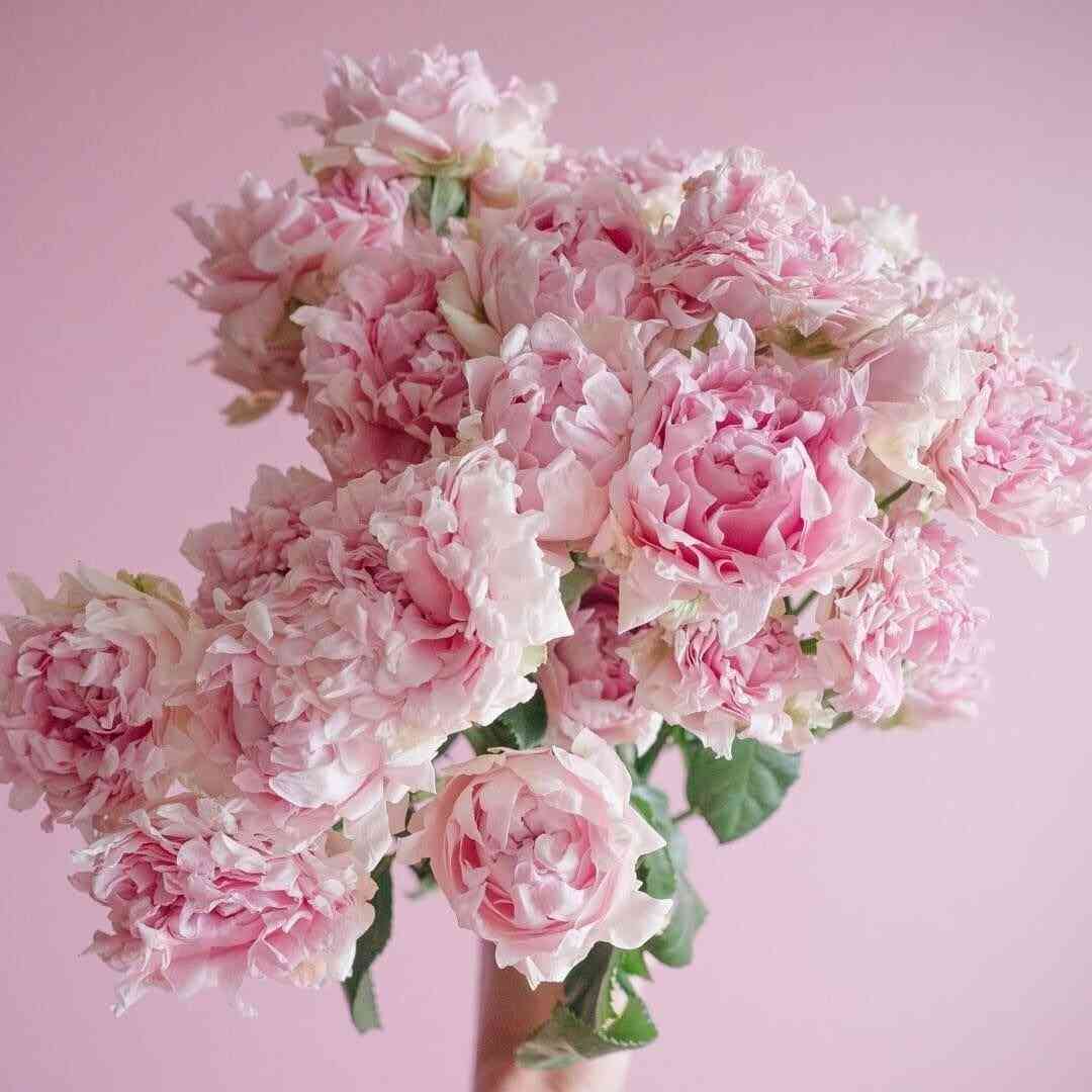 Кэнди Флоу (Candy Flow)